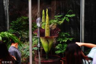 北京：濒危旗舰植物巨魔芋绽放国家植物园