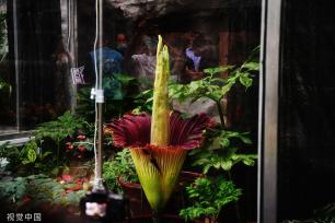 北京：濒危旗舰植物巨魔芋绽放国家植物园