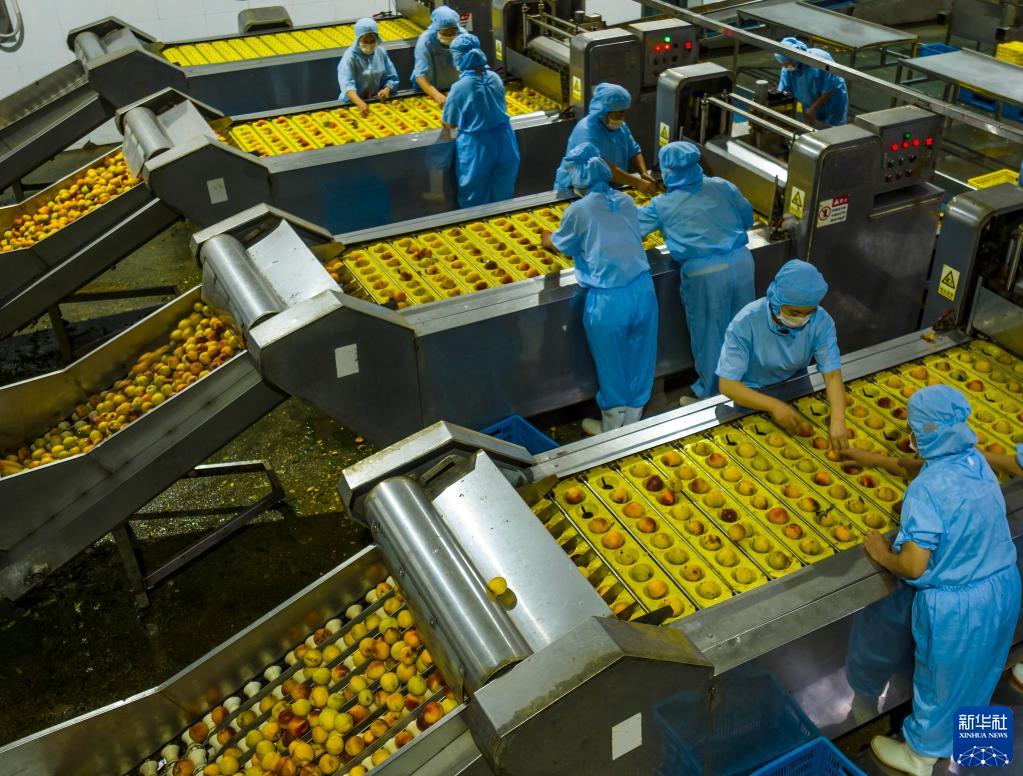 湖北秭归：黄桃出口加工忙