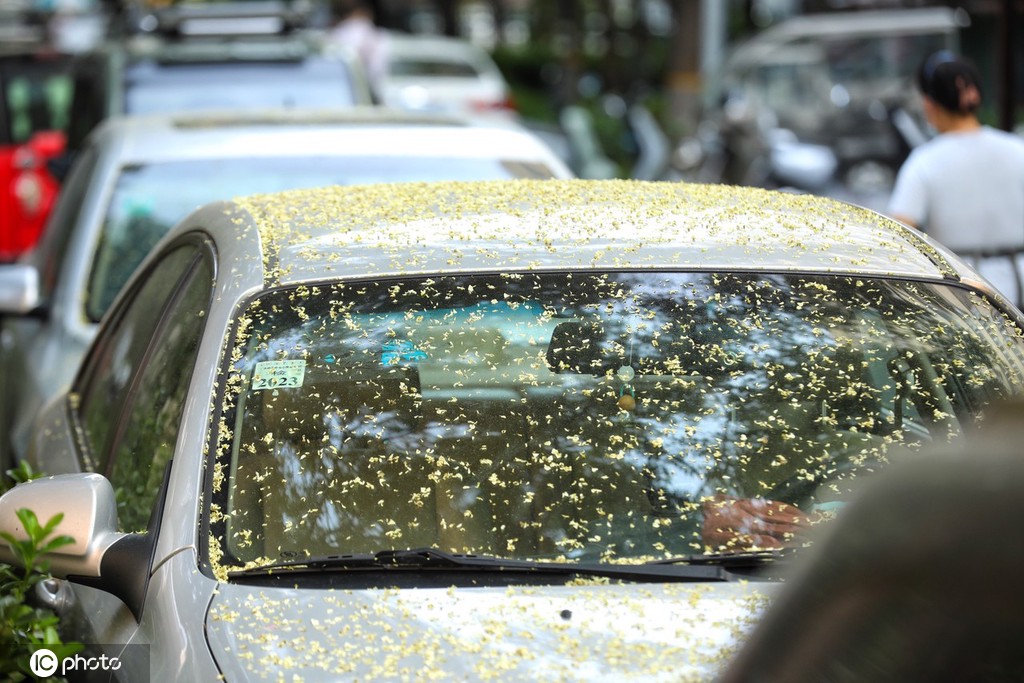 北京盛夏槐花香 落花飘落铺满地面成京城一景