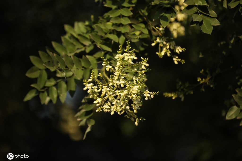 北京盛夏槐花香 落花飘落铺满地面成京城一景
