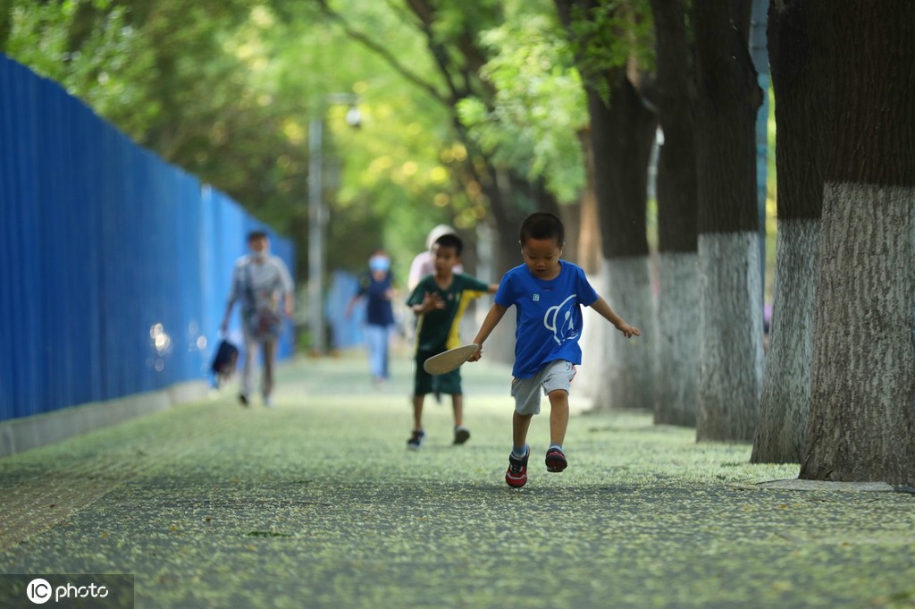 北京盛夏槐花香 落花飘落铺满地面成京城一景