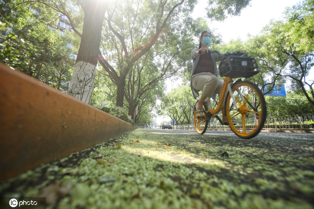 北京盛夏槐花香 落花飘落铺满地面成京城一景