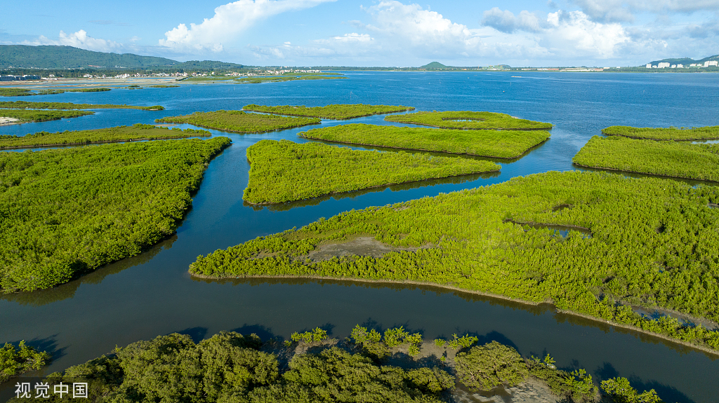 海南陵水湿地生态修复工作卓有成效