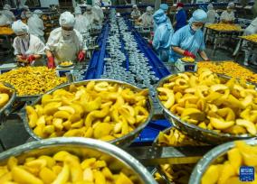 湖北秭归：黄桃出口加工忙