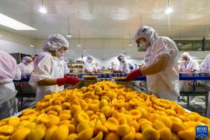 湖北秭归：黄桃出口加工忙