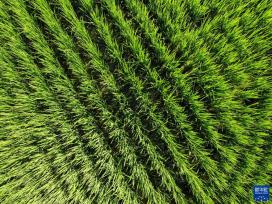 黑龙江：水稻迎风展绿