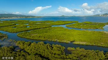 海南陵水湿地生态修复工作卓有成效