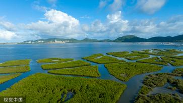 海南陵水湿地生态修复工作卓有成效