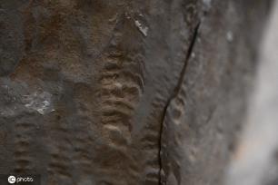 一大波秦始皇陵兵马俑亮相上海