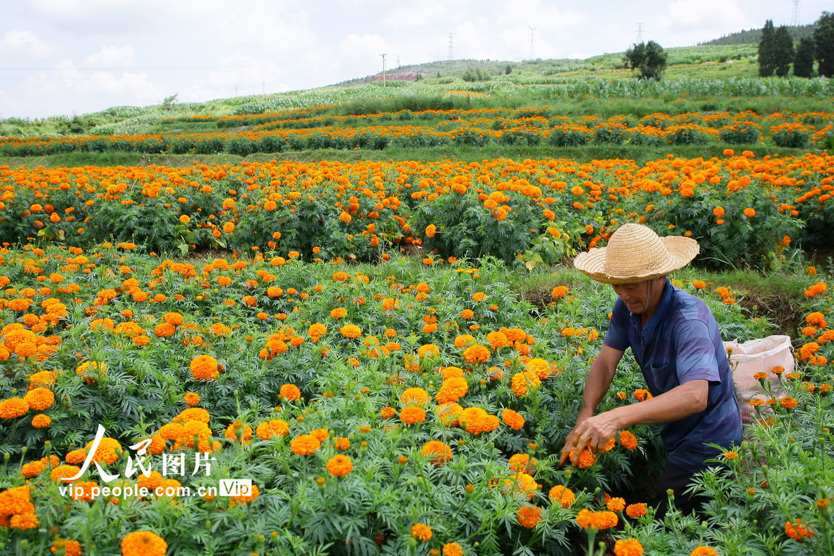 云南曲靖：万寿菊迎来丰收季