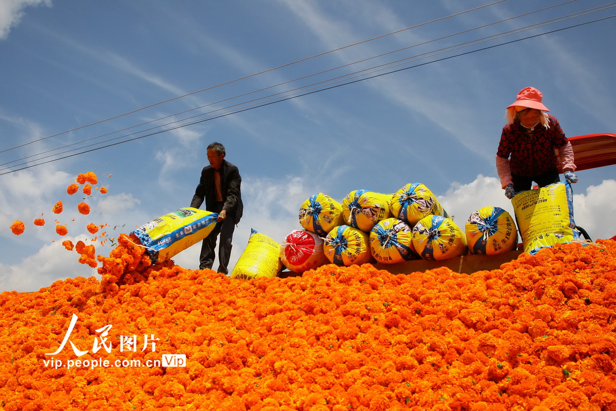 云南曲靖：万寿菊迎来丰收季