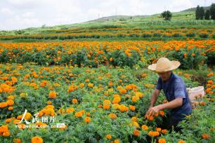 云南曲靖：万寿菊迎来丰收季