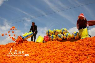 云南曲靖：万寿菊迎来丰收季