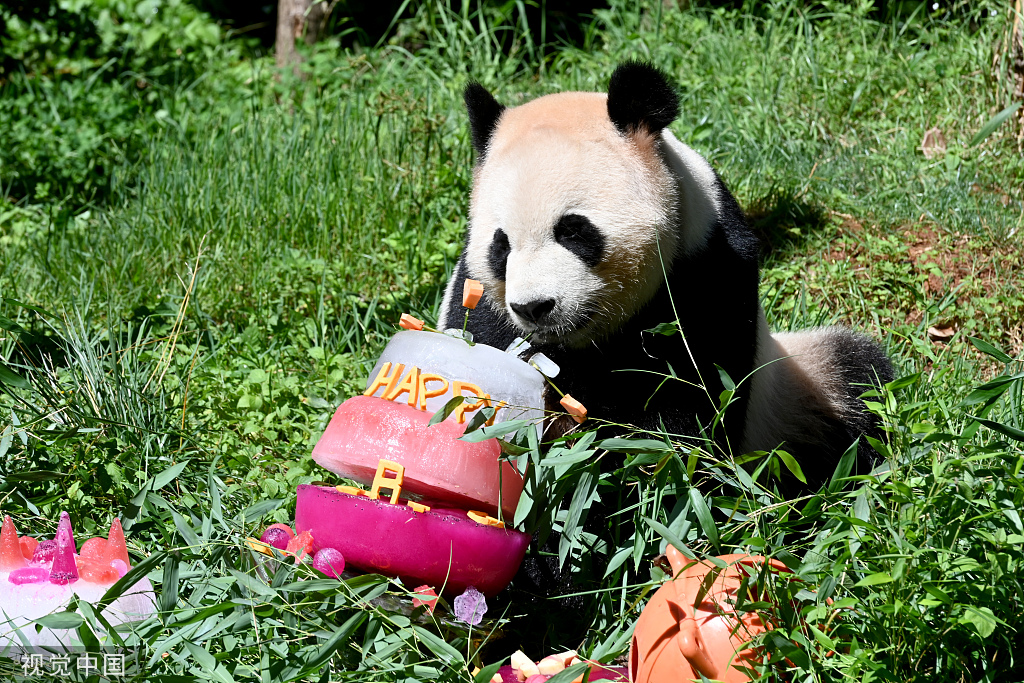 云南野生动物园为大熊猫“毛竹”庆祝8岁生日