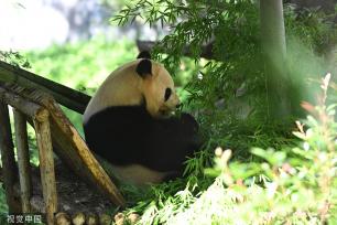 云南野生动物园为大熊猫“毛竹”庆祝8岁生日