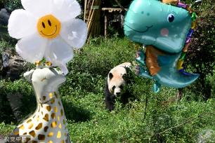 云南野生动物园为大熊猫“毛竹”庆祝8岁生日