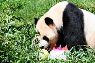 云南野生动物园为大熊猫“毛竹”庆祝8岁生日