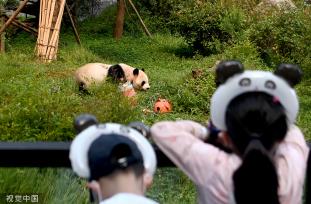 云南野生动物园为大熊猫“毛竹”庆祝8岁生日
