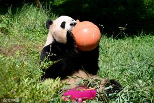 云南野生动物园为大熊猫“毛竹”庆祝8岁生日