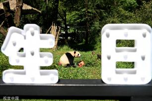 云南野生动物园为大熊猫“毛竹”庆祝8岁生日