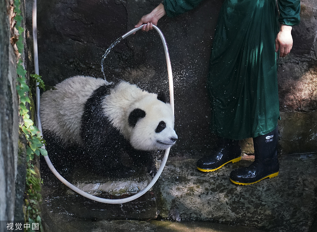 重庆：盛夏时节 双胞胎大熊猫淋浴消暑