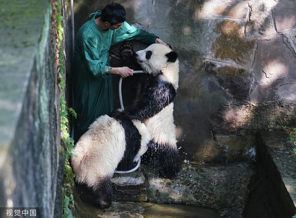 重庆：盛夏时节 双胞胎大熊猫淋浴消暑