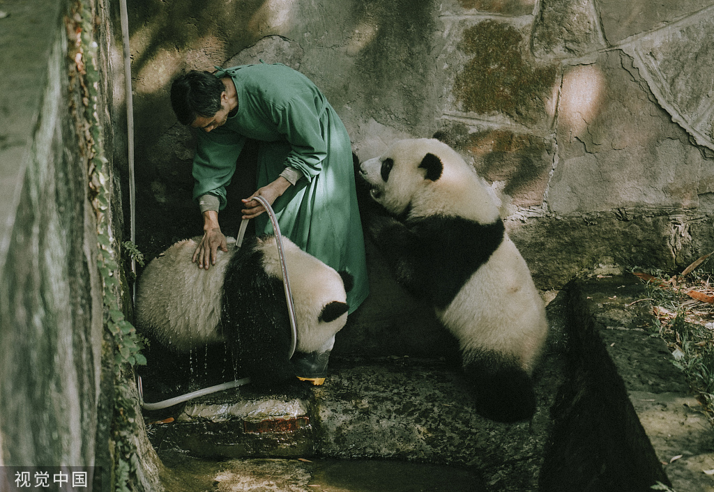 重庆：盛夏时节 双胞胎大熊猫淋浴消暑
