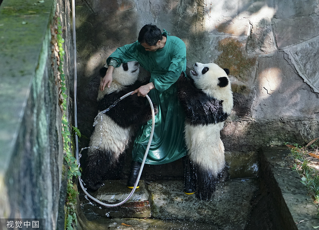 重庆：盛夏时节 双胞胎大熊猫淋浴消暑