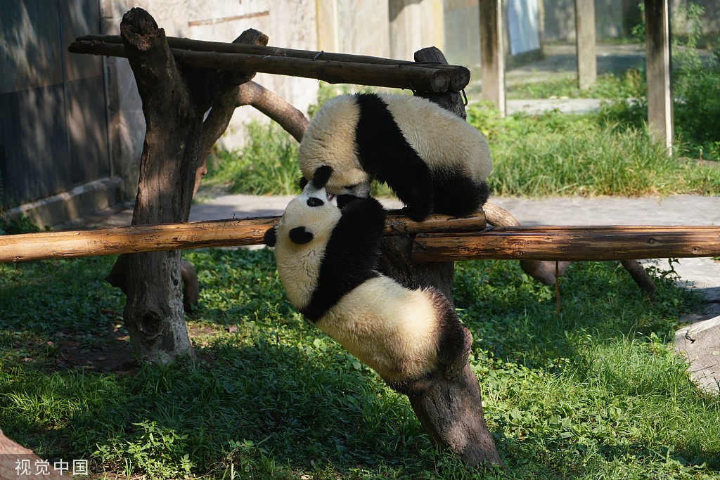 重庆：盛夏时节 双胞胎大熊猫淋浴消暑