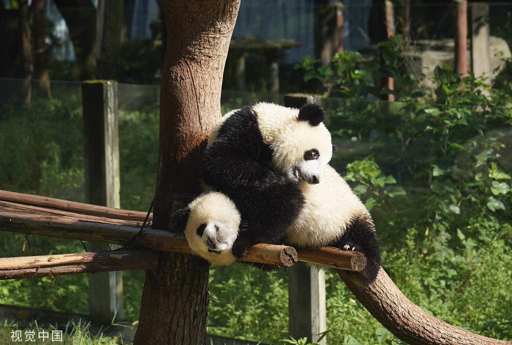 重庆：盛夏时节 双胞胎大熊猫淋浴消暑