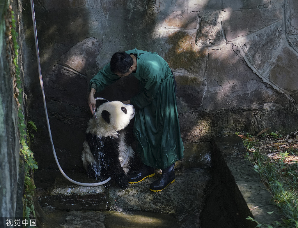 重庆：盛夏时节 双胞胎大熊猫淋浴消暑