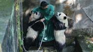 重庆：盛夏时节 双胞胎大熊猫淋浴消暑