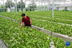江苏海门：农业提档升级 助力乡村振兴