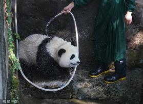 重庆：盛夏时节 双胞胎大熊猫淋浴消暑