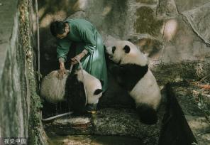 重庆：盛夏时节 双胞胎大熊猫淋浴消暑