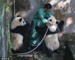 重庆：盛夏时节 双胞胎大熊猫淋浴消暑