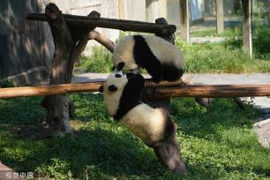 重庆：盛夏时节 双胞胎大熊猫淋浴消暑