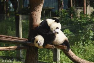 重庆：盛夏时节 双胞胎大熊猫淋浴消暑