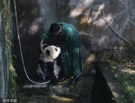 重庆：盛夏时节 双胞胎大熊猫淋浴消暑