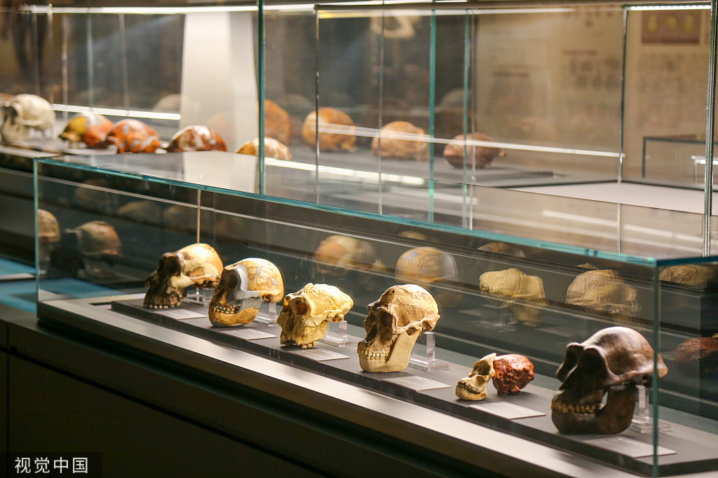 郑州市文物考古研究院考古博物馆正式开馆