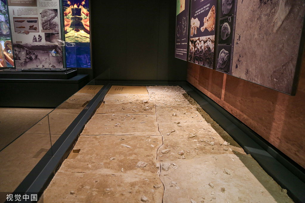 郑州市文物考古研究院考古博物馆正式开馆