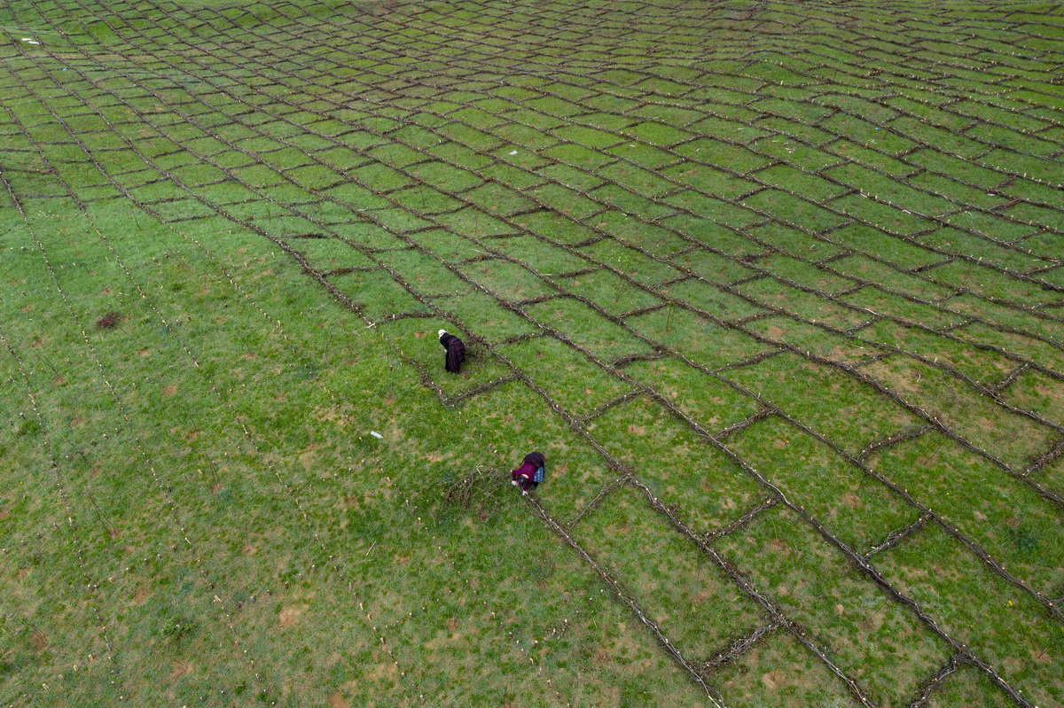 四川若尔盖：遏制草原退化沙化