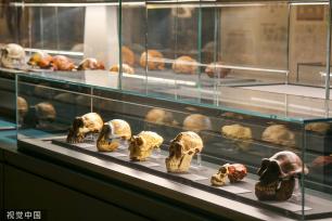 郑州市文物考古研究院考古博物馆正式开馆