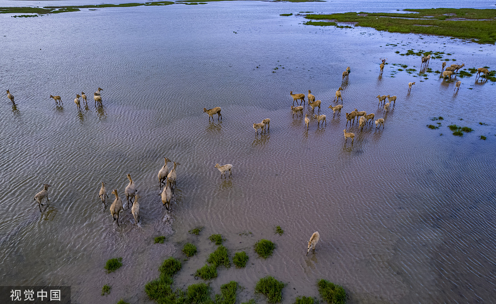 江苏大丰滩 麋鹿成群滩涂湿地中撒欢