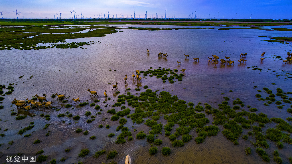 江苏大丰滩 麋鹿成群滩涂湿地中撒欢