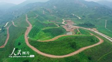 安徽庐江：昔日废弃矿 今日披“绿装”