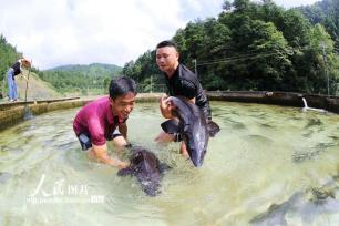 贵州榕江：冷水鱼养殖 “鲟”出致富路