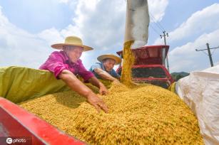 立秋将至 四川广安金色稻田丰收忙