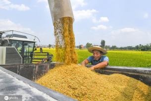 立秋将至 四川广安金色稻田丰收忙